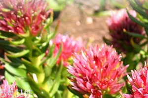 红景天的功效和作用,红景天的功效和作用的功能和主治