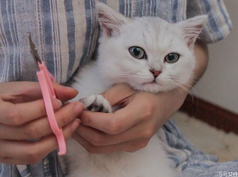 猫剪指甲不配合怎么办(猫剪指甲不配合怎么办) 猫剪指甲不配合怎么办(猫剪指甲不配合怎么办)