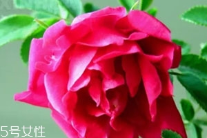 苦水玫瑰多少钱一斤2020,苦水玫瑰产地