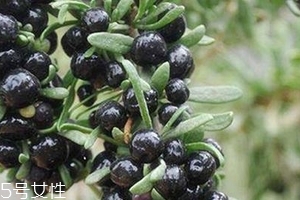 干的黑枸杞会过期吗,野生黑枸杞会过期吗