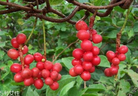 五味子泡水喝的方法,五味子泡水正确喝法