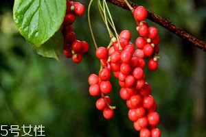 五味子不能和什么一起吃 相克食物,五味子不能和什么一起吃吗