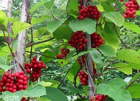 五味子和什么搭配最好,五味子可以配什么一起喝