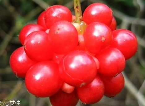 五味子适合人群,五味子不适合人群 五味子适合人群,五味子不适合人群