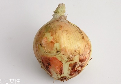 洋葱品种大全,洋葱新品种