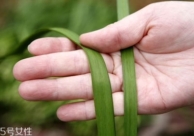 挑选韭菜的技巧,韭菜怎么择