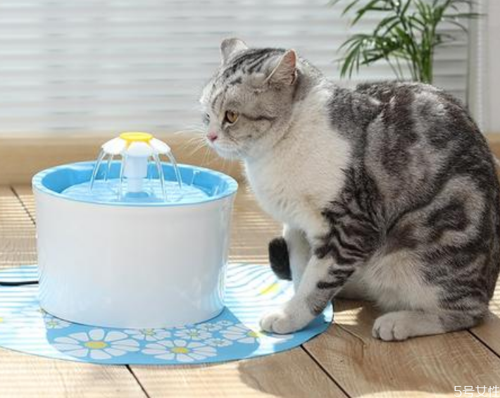 这些猫尤其要注意喝温水(猫要喝温水吗)