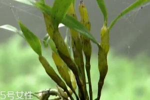 石斛怎么吃效果最好,石斛适合什么人群食用