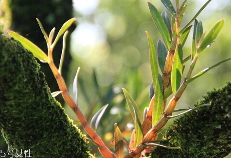 什么人不适合吃石斛 石斛的禁忌人群,石斛不适合什么人群食用