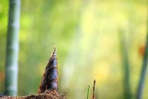 春笋和冬笋哪个好吃?,冬笋和春笋哪个好吃