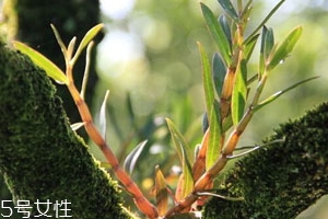 金钗石斛为什么是苦的,石斛为什么是苦的