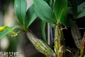 什么人群适合吃石斛,什么人不适合吃石斛