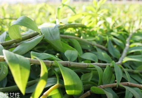 石斛一次用量多少克,石斛一次吃多少克