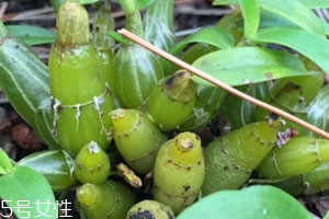 石斛是凉性还是温性,石斛什么季节吃效果最好