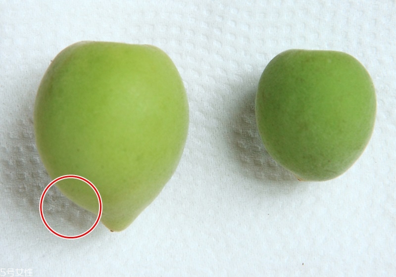 青梅对什么,青梅和梅花