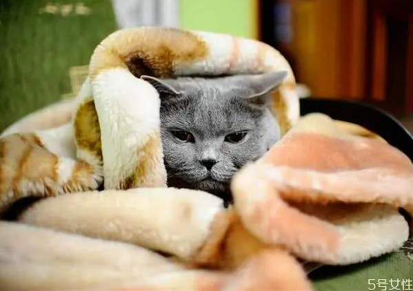 猫咪耐寒多少度(猫咪耐寒多少度)