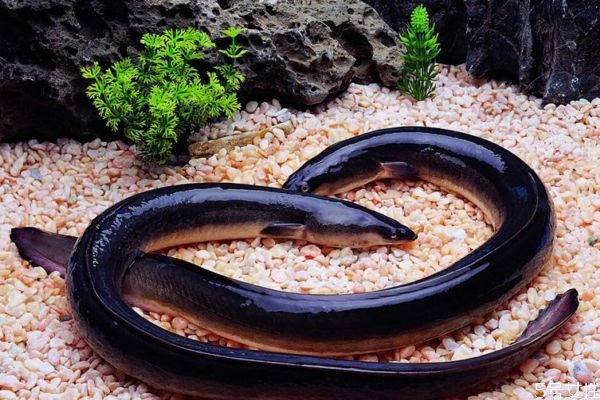 吃蛇鳗有什么好处呢(吃鳗鱼有什么好处) 吃蛇鳗有什么好处呢(吃鳗鱼有什么好处)