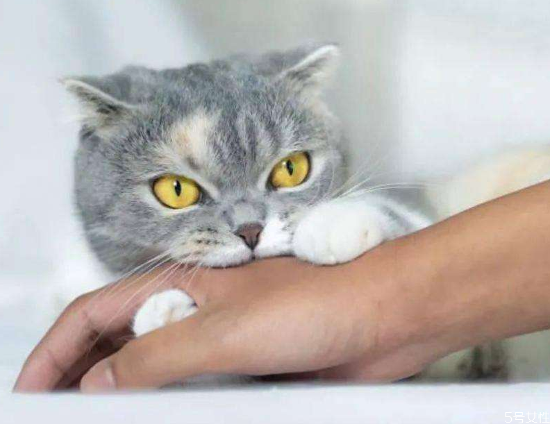 打过狂犬疫苗又被咬了还用打吗(打过狂犬疫苗又被咬了还用打吗?) 打过狂犬疫苗又被咬了还用打吗(打过狂犬疫苗又被咬了还用打吗?)