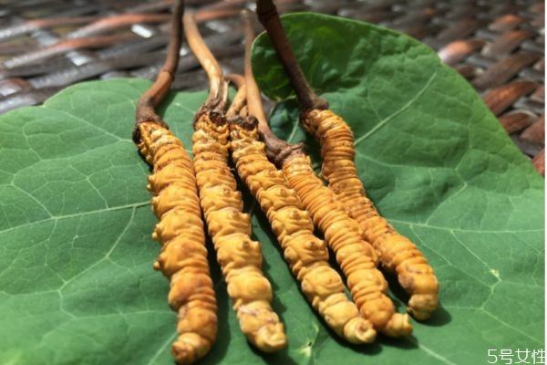 虫草食用有什么注意的呢(食用虫草的禁忌)