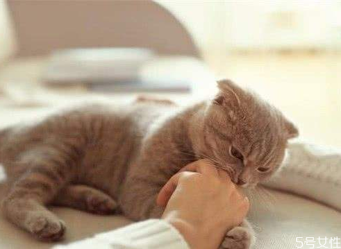 猫咪舔完就咬人(猫咪舔完就咬人)