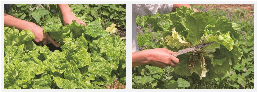 莴苣读什么,什么叫莴苣