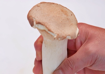 茹类品种有哪些?,菌类有什么营养