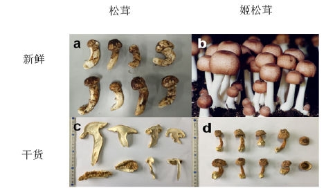 姬松茸和松茸对比图,姬松茸和松茸哪个好吃