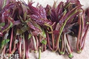 四季香椿种子多少钱一斤,香椿树种子多少钱一斤