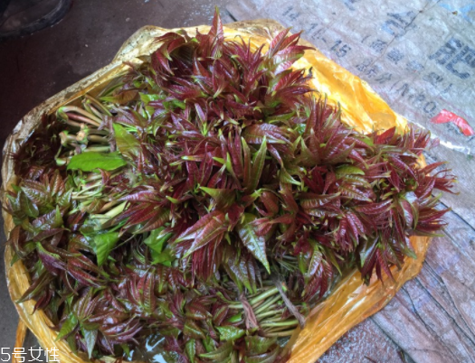 红油香椿种子怎么播种,香椿种子怎么播种视频