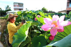 莲花全身都是宝,莲花全身都是宝百度百科