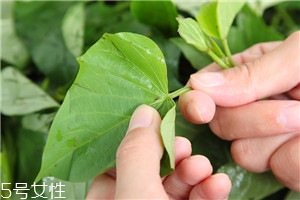 地瓜有什么功效和作用,地瓜图片和功效作用