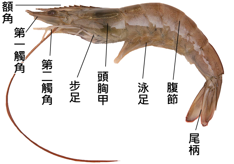 基围虾是啥,基围虾辨别