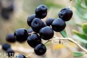 黑枸杞怎么看是不是染色,怎么辨别黑枸杞染色