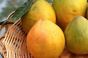 黄晶果的功效和作用,黄晶果的营养价值