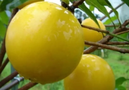 黄晶果的功效和作用,黄晶果的营养价值 黄晶果的功效和作用,黄晶果的营养价值