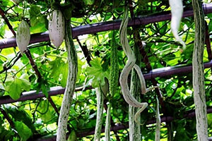 蛇豆角的营养价值及功效,蛇豆角的功效作用