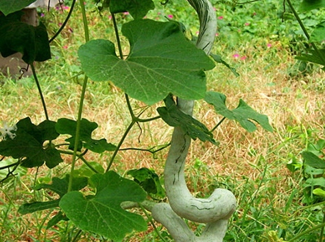 蛇豆角的功效作用,蛇豆角的功效作用及禁忌