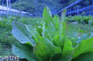 君达菜的营养价值,君达菜的营养