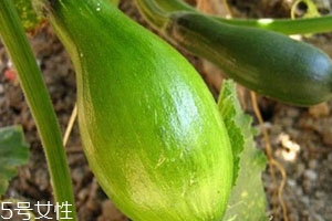 方瓜是什么瓜,方瓜是什么