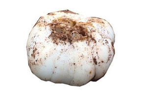 鲜百合好吃吗,鲜百合怎么吃比较好 鲜百合好吃吗,鲜百合怎么吃比较好