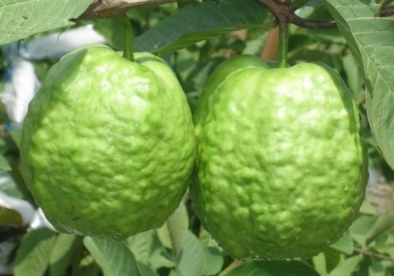 什么地方的芭乐好吃,芭乐是哪里的