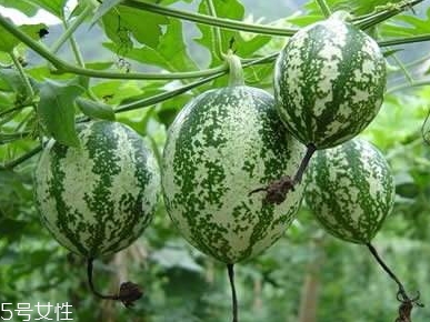 吊瓜饼的做法大全,吊瓜饼的做法步骤