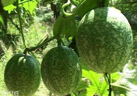 吊瓜的功效和作用,吊瓜的功效和作用禁忌 吊瓜的功效和作用,吊瓜的功效和作用禁忌