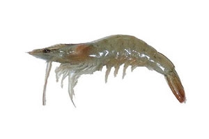 海虾怎么做好吃又简单,海虾怎么养殖 海虾怎么做好吃又简单,海虾怎么养殖