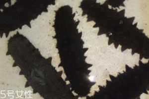干海参怎么泡发最好,怎样泡发干海参?具体方法是?