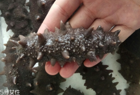 野生海参的特点是什么,怎样辨别海参是不是野生的