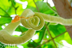 蛇瓜可以生吃吗,蛇瓜什么人不能吃