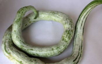 蛇瓜药用价值,蛇瓜的功效和药用价值