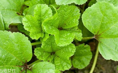 冬寒菜上市时间,冬寒菜什么时候上市