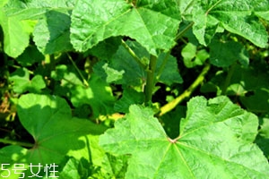 冬寒菜孕妇可以吃吗,冬寒菜孕妇可以吃吗中期